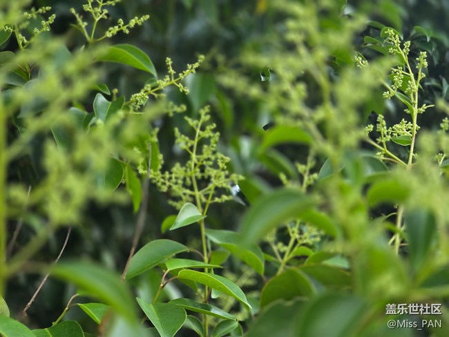 #五月滿園芳——綠意盎然