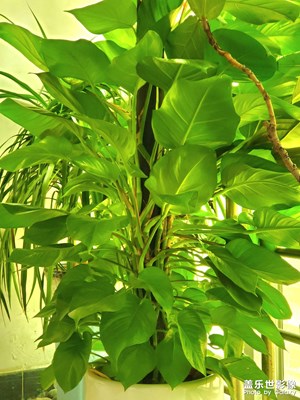 【悅見小滿】萬木綠美