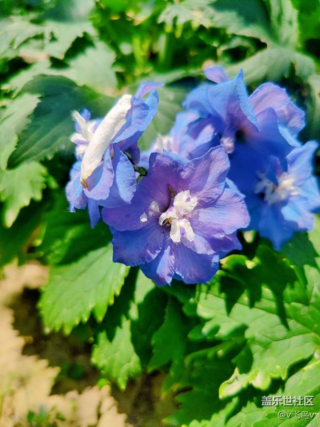 【京順園公園】夏日慵懶法式風(fēng)公園游記
