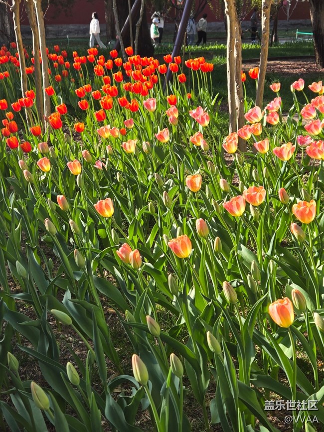 【 長焦與微距】長焦取景