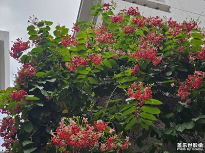 【悅見(jiàn)小滿】使君子