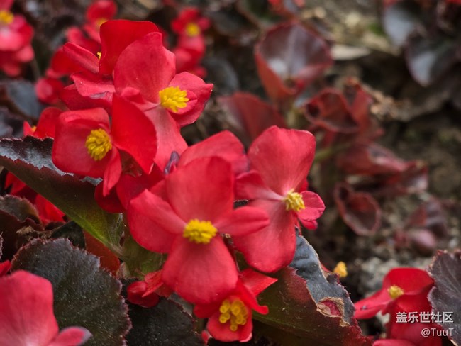 #五月滿園芳——花叢中的小昆蟲
