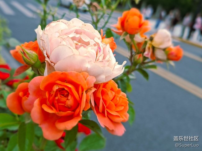 #五月滿園芳——外白渡橋和花