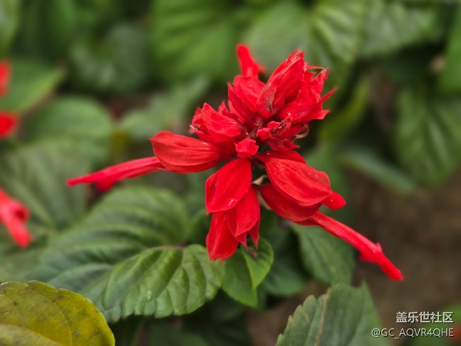 #五月滿園芳——紅花綠葉