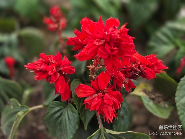 #五月滿園芳——紅花綠葉