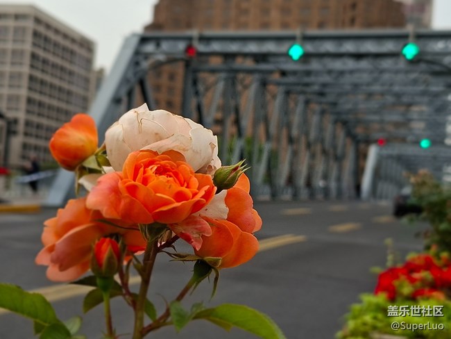 #五月滿園芳——外白渡橋和花