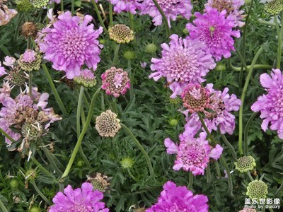 【悅見(jiàn)小滿】+花香鳥語(yǔ)