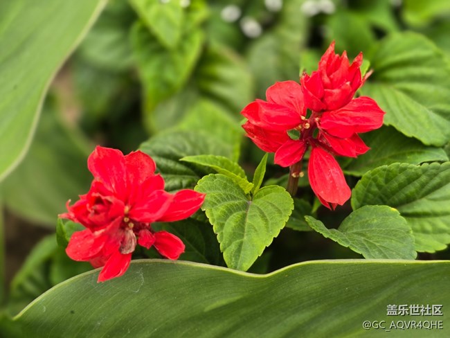 #五月滿園芳——紅花綠葉