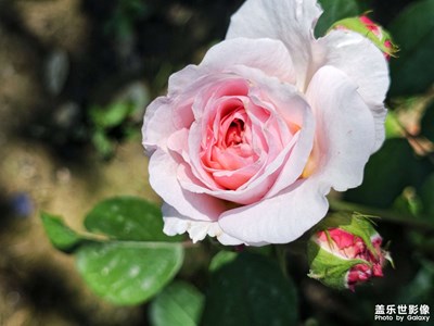 【悅見小滿】+玫瑰芬芳

