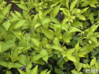 【悅見小滿】+又見春天