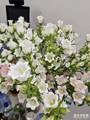 【悅見(jiàn)小滿】 時(shí)光清淺，喜悅漸滿