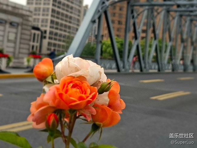 #五月滿園芳——外白渡橋和花