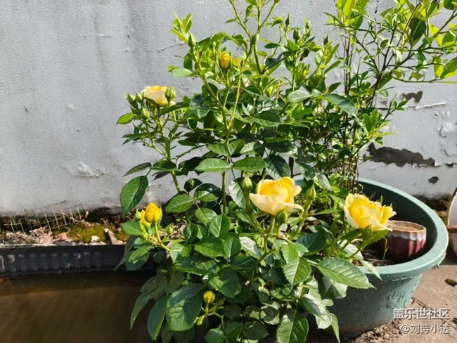 【Galaxy影像】#立夏·初夏之約