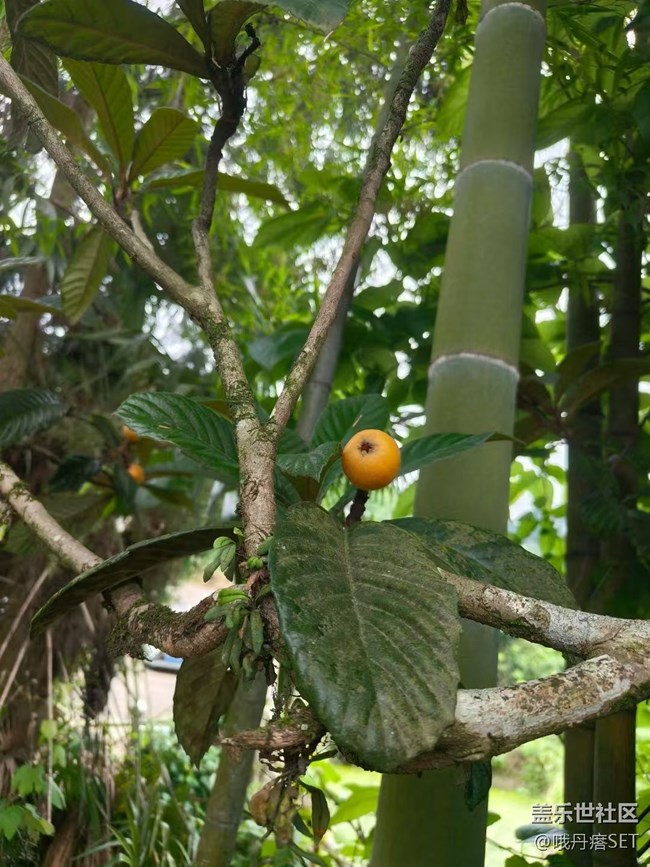 【Galaxy影像】#立夏·初夏之約