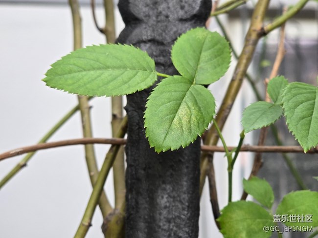 #五月滿園芳——樹(shù)葉的倔強(qiáng)