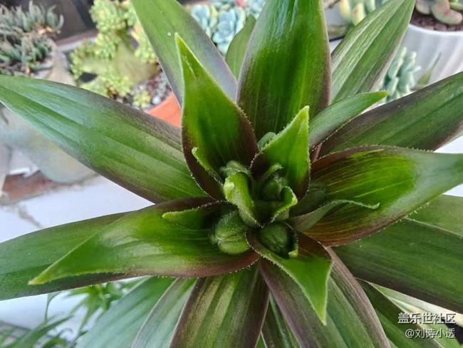 【Galaxy影像】#立夏·初夏之約