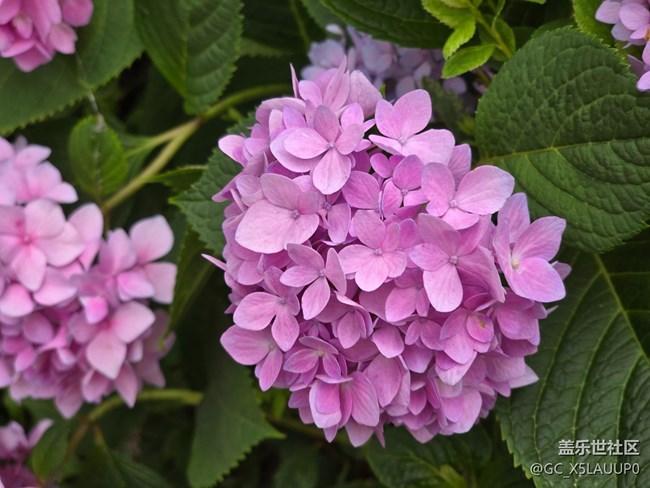 #五月滿園芳——繡球