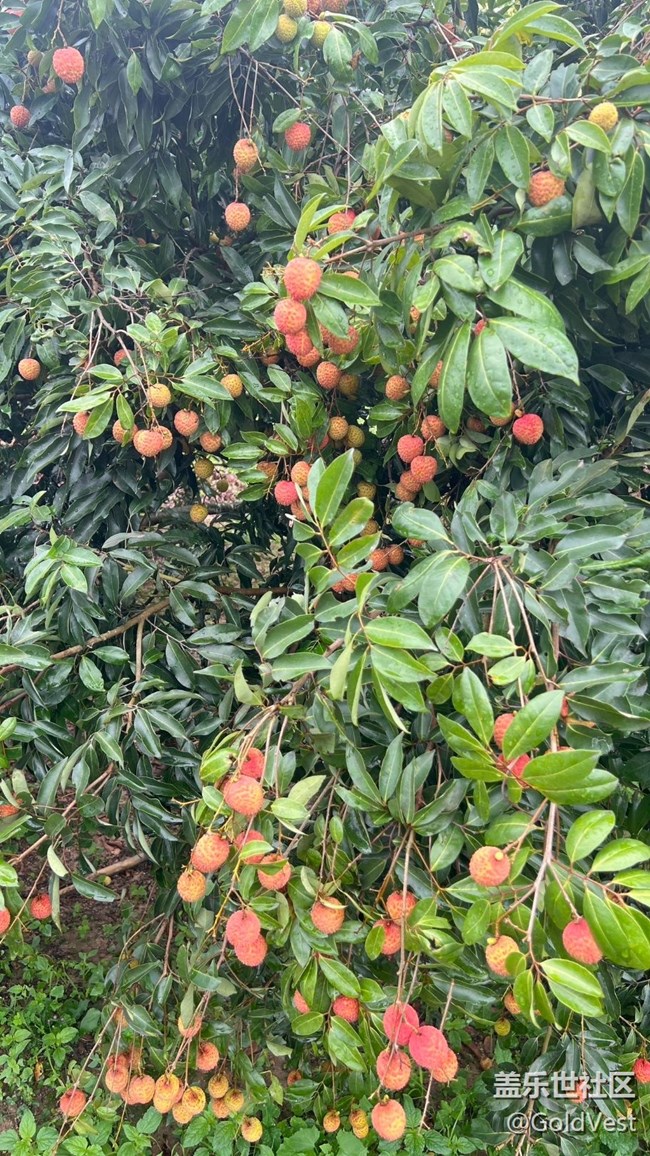【荔枝飄香】甜蜜的荔枝之旅