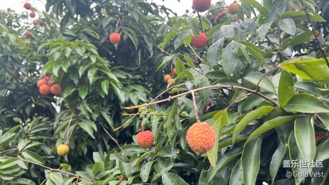 【荔枝飄香】甜蜜的荔枝之旅