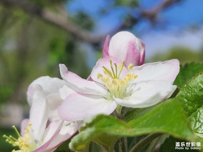 【城市漫步】蘋果花的韻味（二）