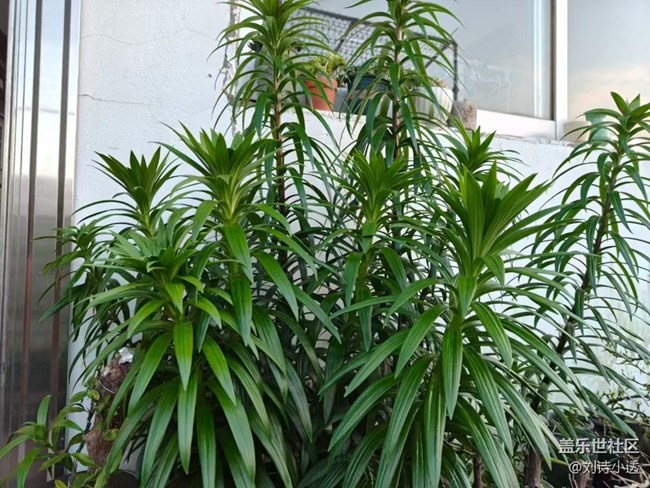 【Galaxy影像】#立夏·初夏之約