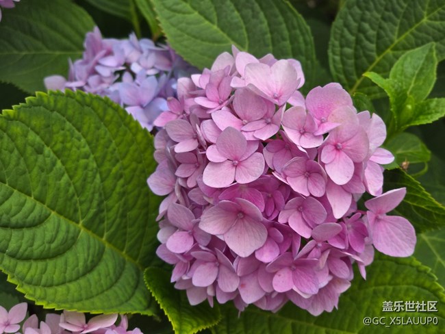 #五月滿園芳——繡球