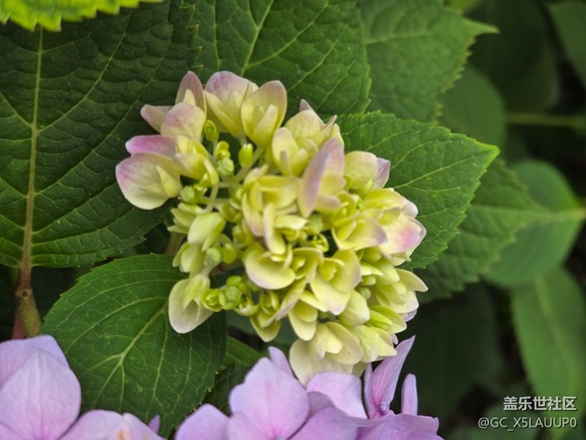 #五月滿園芳——繡球