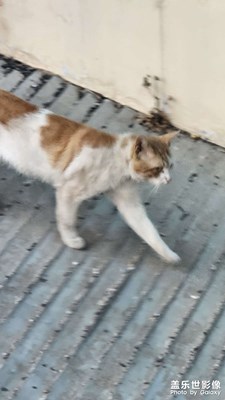 咪咪路過