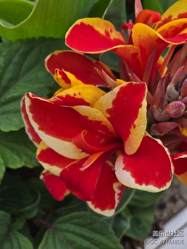 #五月滿園芳——花草