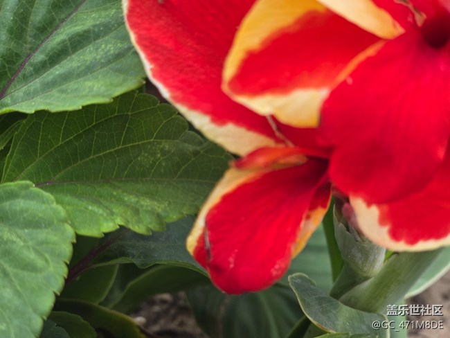 #五月滿園芳——花草