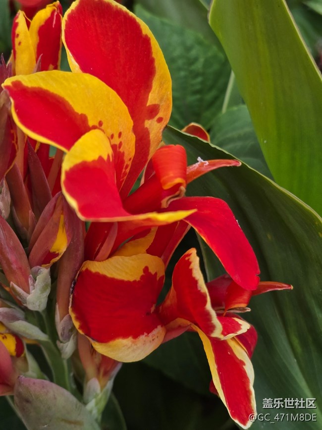 #五月滿園芳——花草