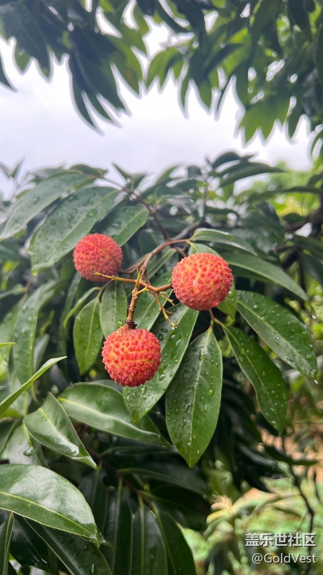 【荔枝飄香】甜蜜的荔枝之旅