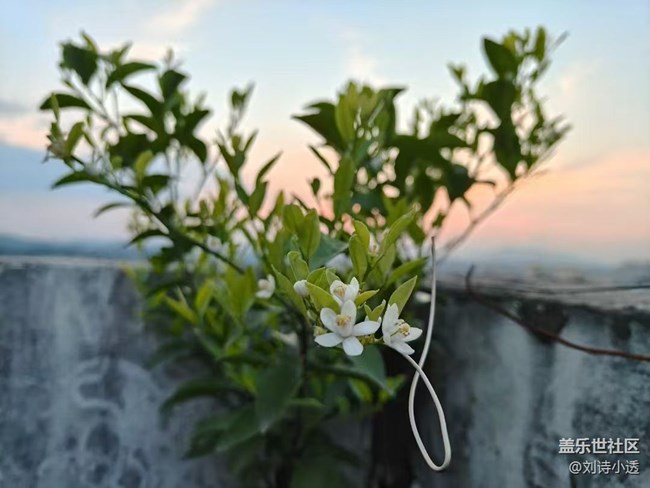 【Galaxy影像】#立夏·初夏之約