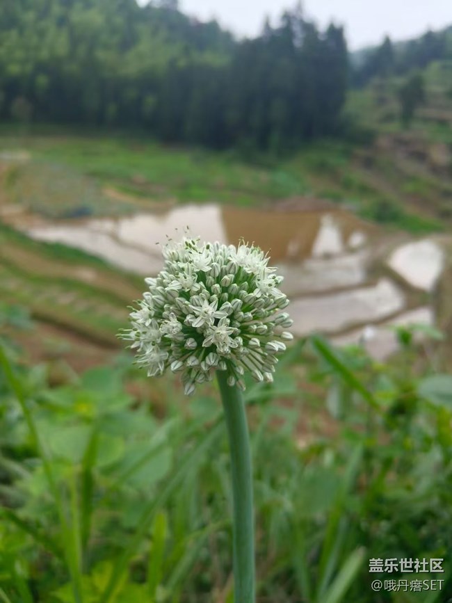 【Galaxy影像】#立夏·初夏之約