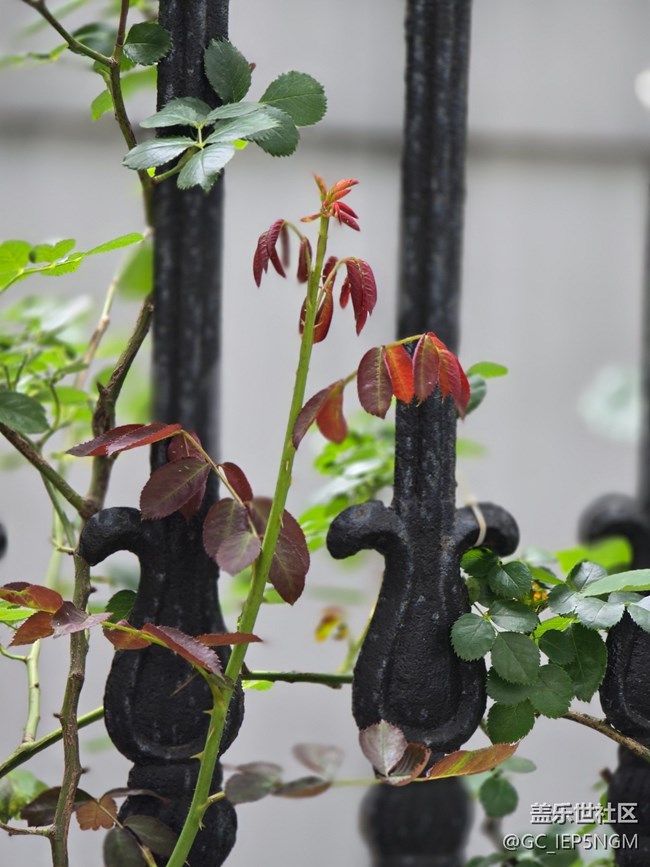 #五月滿園芳——樹(shù)葉的倔強(qiáng)