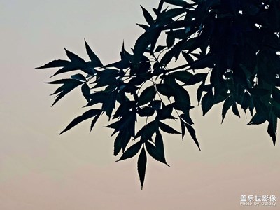 傍晚時(shí)分的樹葉