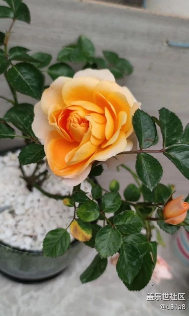 【夏日清涼】靜待花開