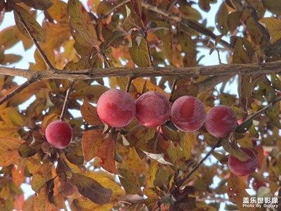 紅艷的果實(shí)