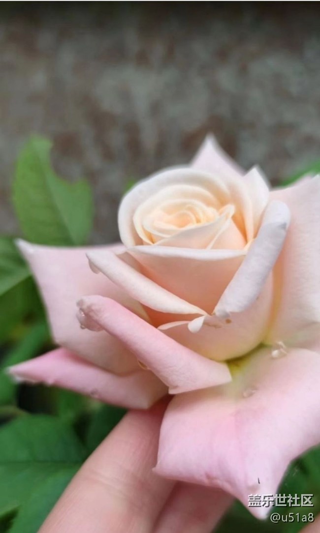 【夏日清涼】靜待花開