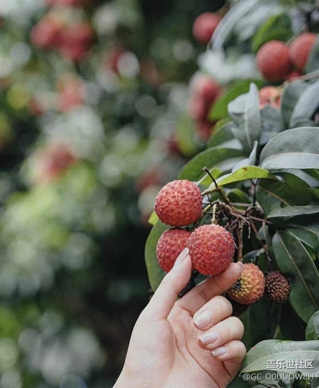 【荔枝飄香】摘荔枝