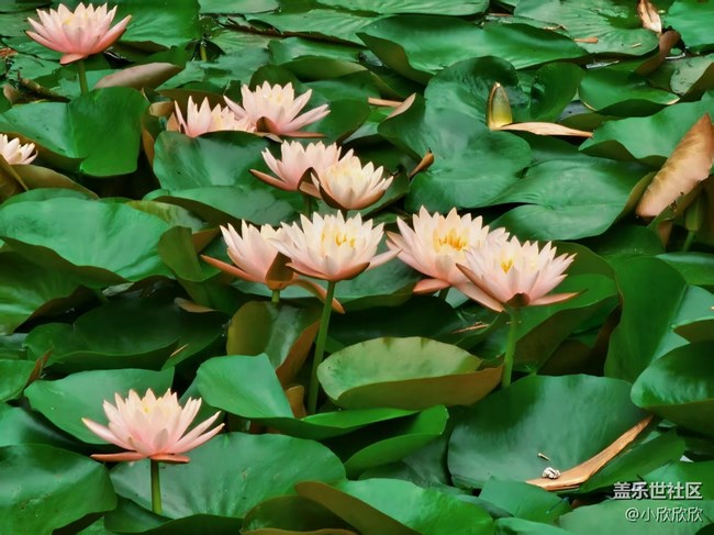 春游線下攝影活動