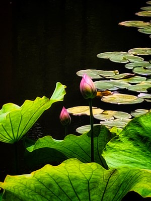 【城市漫步】+A56鏡頭下的荷花