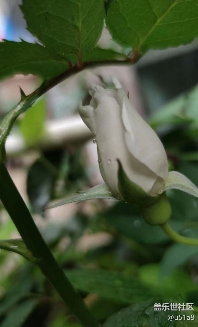 【夏日清涼】靜待花開