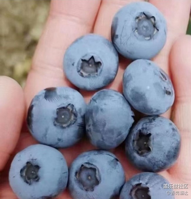 【夏日清涼】藍莓