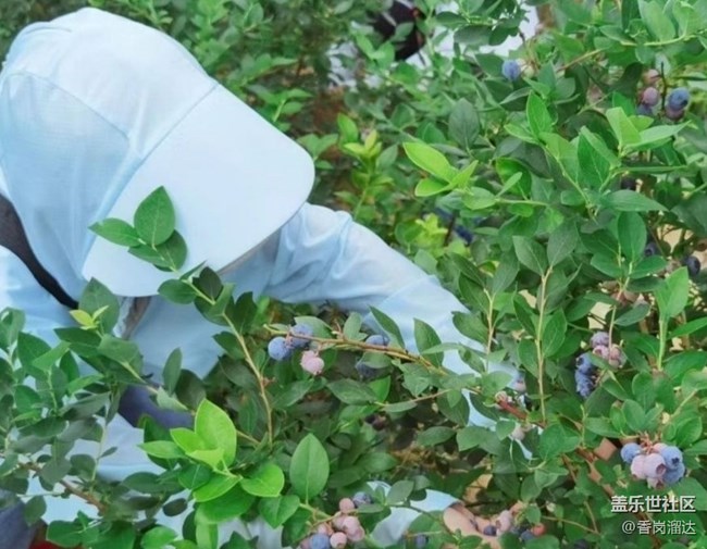 【夏日清涼】藍莓