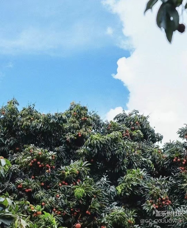 【荔枝飄香】摘荔枝