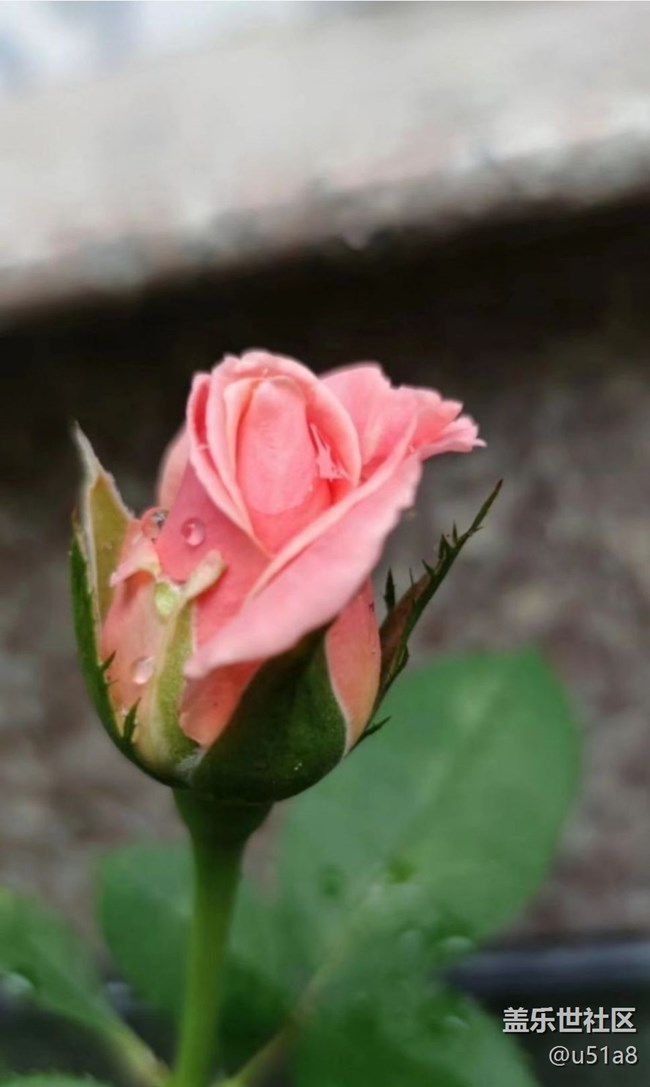 【夏日清涼】靜待花開