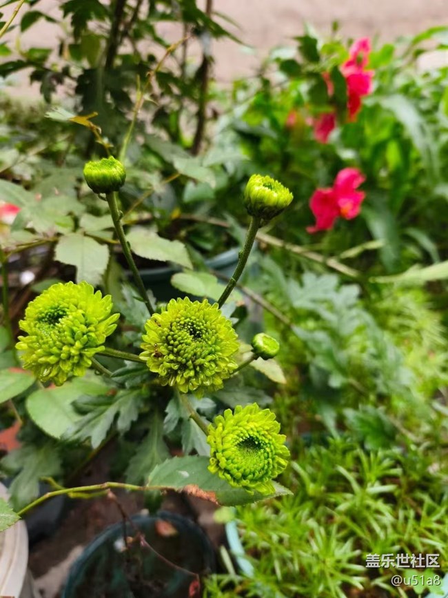 【Galaxy影像】#立夏·初夏之約