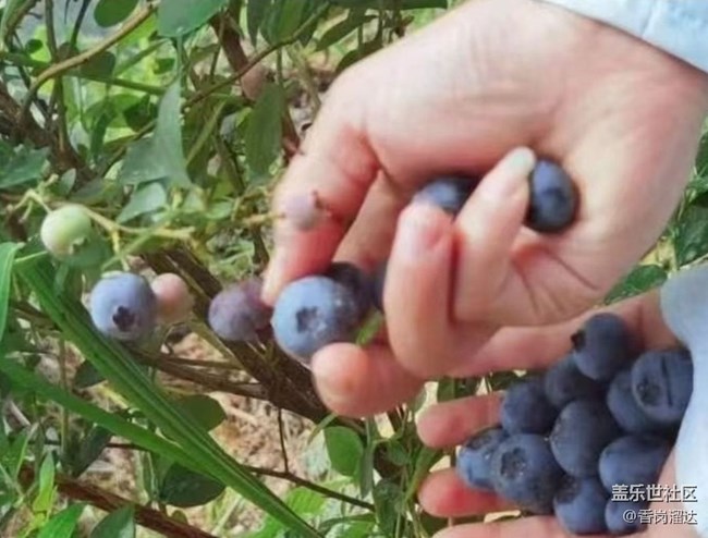 【夏日清涼】藍莓