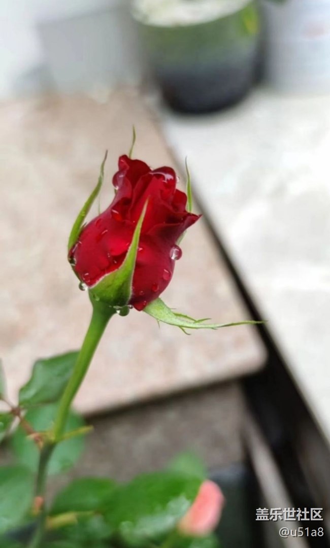 【夏日清涼】靜待花開